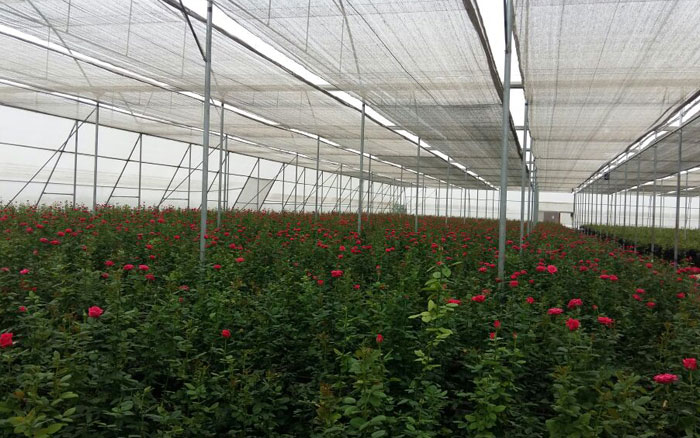 Rose Plantation