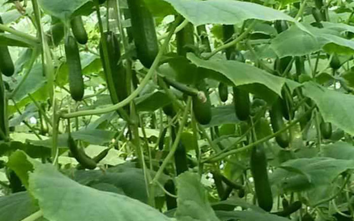 Cucumber Plantation